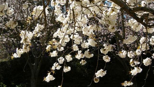 Reptile Guitar Cover