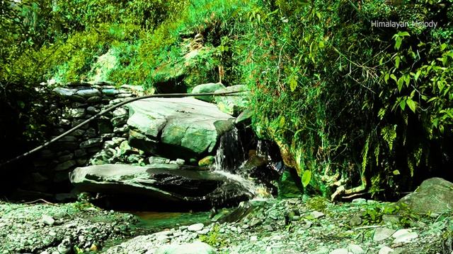 Mountain's Forest Ambience, Water Sounds, and Birds Singing - ASMR смотреть онлайн