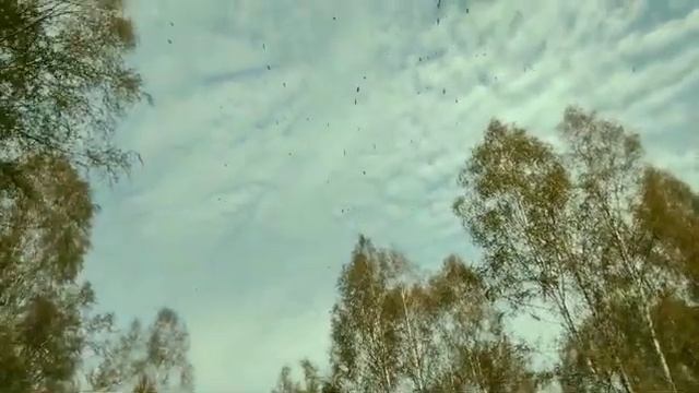 летят гуси 😀.... Пекша смотреть онлайн