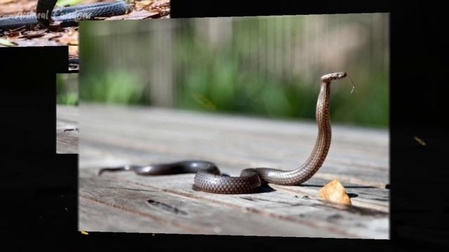 Horrible Images of King Cobra and Inland Taipan смотреть онлайн