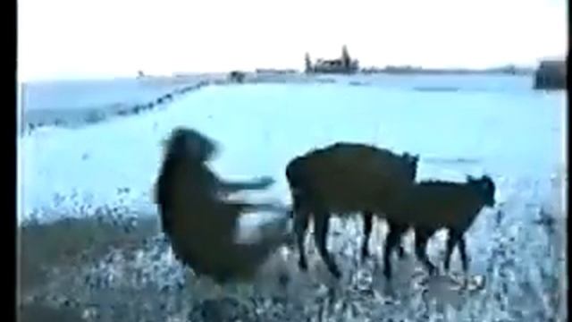 Мега бычок! Я ржал весь день! смотреть онлайн