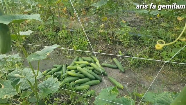 Kondisi pohon dan buah timun mira dari pertiwi yang perawatannya tidak maksimal смотреть онлайн