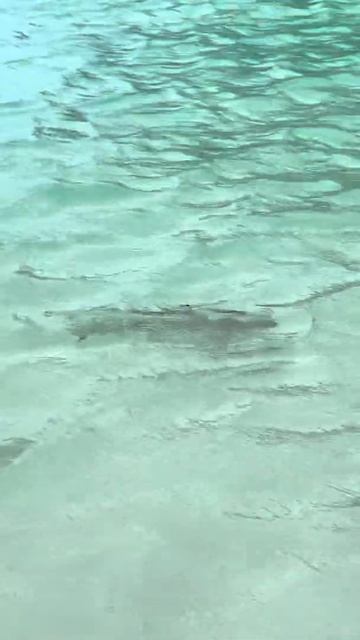 Maya bay shark 🦈🏝 смотреть онлайн