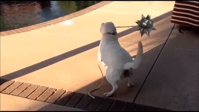 Altered Gifs! Real Life Doodles! Funny as Hell Try Not To Laugh!!! NEW Compilation! смотреть онлайн