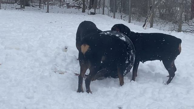 BELLA & SAMSON the ROTTIES FAMILY PLAYING RUFF смотреть онлайн