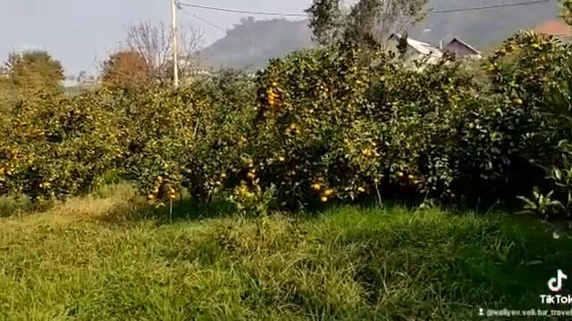 Astarada bu mənzərə, bu bağ sizi gözləyir.🍊Astara Mandarin-Sitrus bağlarına gediş🍋 055 654 10 59 смотреть онлайн