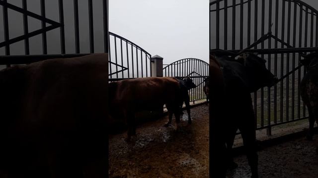 Молбозори ш Вахдат