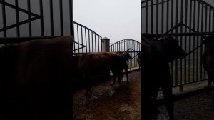 Молбозори ш Вахдат