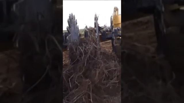 Самый производительный в мире комплекс по раскорчёвке!