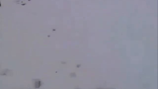 лошадь бьёт собвку по морде смотреть онлайн