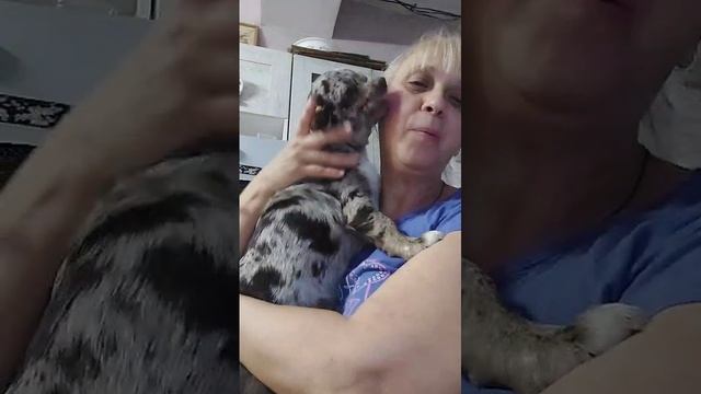 Пегас.mp4 смотреть онлайн