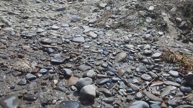 Gliniarz naścienny (Sceliphron destillatorium) смотреть онлайн