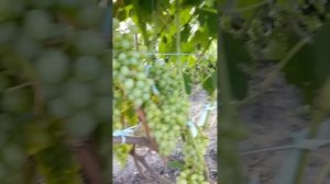 Виноград Ананасный ранний, плодоношение Юго-запад Брянской обл.