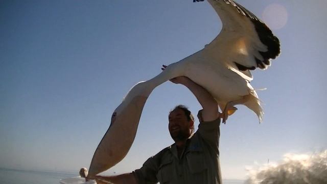 Pelikan auf Fischfang смотреть онлайн