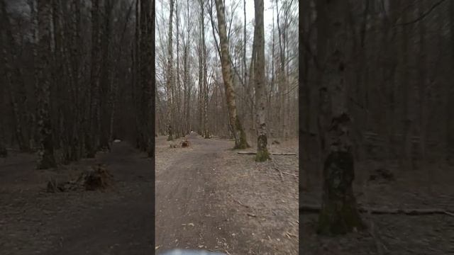 Велопрогулка в лесу 🌲🌳🚲🌲🌳 15.04.2025 смотреть онлайн