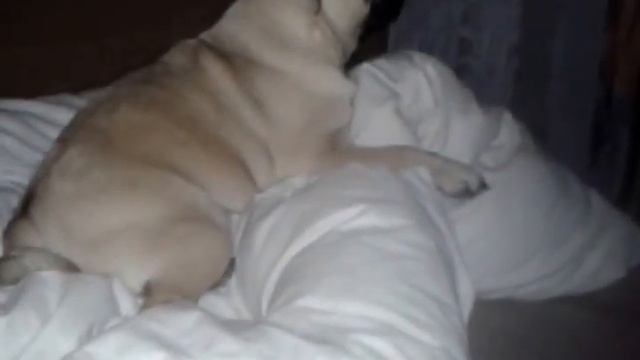Мопс смотрит "Дорогу домой"/ Pug and a film смотреть онлайн