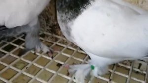 Таджикские голуби. Лалаки. Голубеводы Sergej и Alex Peters. Голуби на заказ