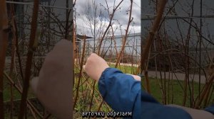Обрезка ремонтантной малины весной.