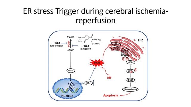 ER stress Trigger during ischemia reperfusion ( Restoring of blood supply after Stroke) #Code: 237 смотреть онлайн