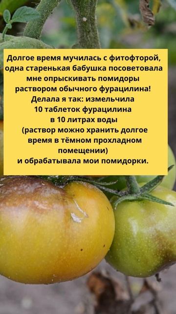 Эти Копеечные Таблетки Спасут Урожай От Фитофторы! #shorts смотреть онлайн