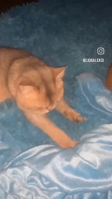 Ищет дом британский котик, окрас золотая шиншилла, 2года. смотреть онлайн