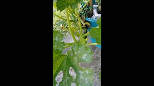 A Porch Container Garden Fail | Hybrid Squash Win смотреть онлайн