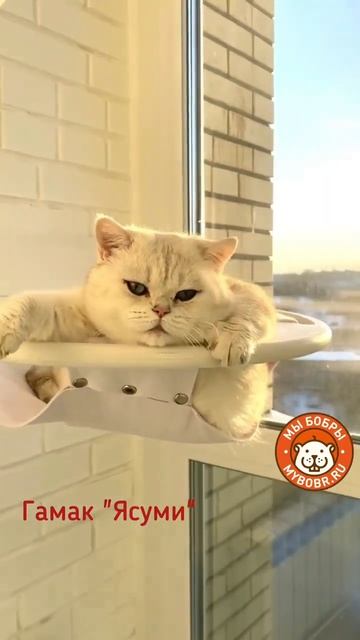 Добрая сказка про кошачью жизнь смотреть онлайн