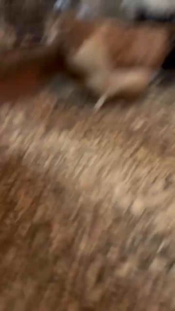 Немножко фавероль 😅 #love #nature #reels #chicken #animals #beautiful #silky #video #бентамки смотреть онлайн