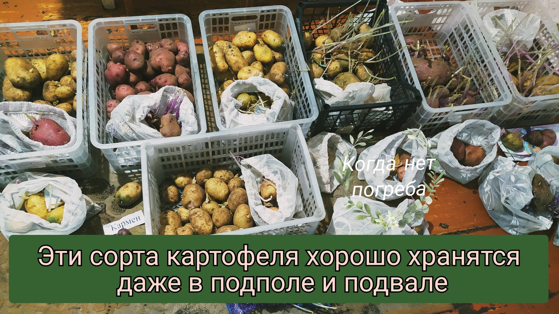 Эти сорта картофеля хорошо хранятся в подполе и подвале