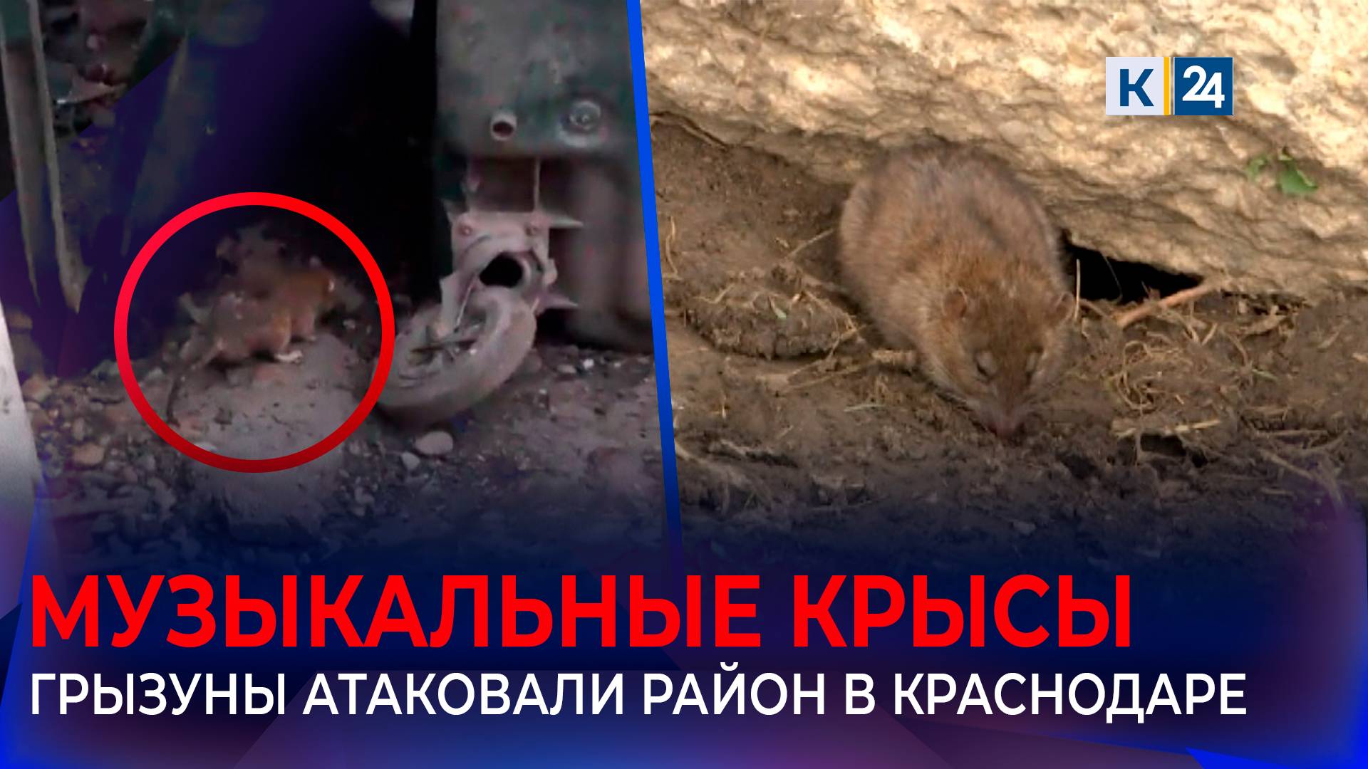 На вредительство помойных крыс пожаловались жители Музыкального микрорайона Краснодара смотреть онлайн