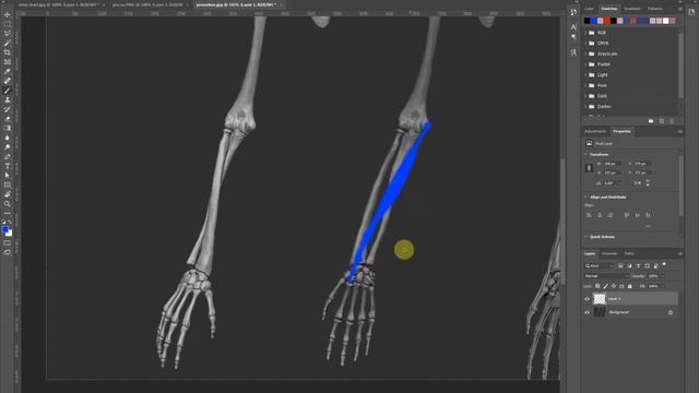 Human Arm -Supination & Pronation (Photoshop & ZBrushCore) смотреть онлайн