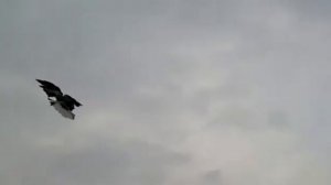 голуби Бердянск5