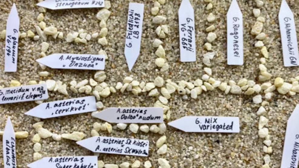 Посев кактусов. Как вырастить кактусы из семян смотреть онлайн