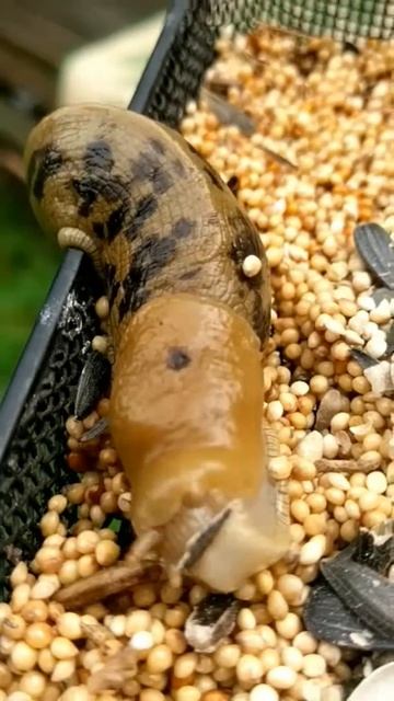 Hungry Slug