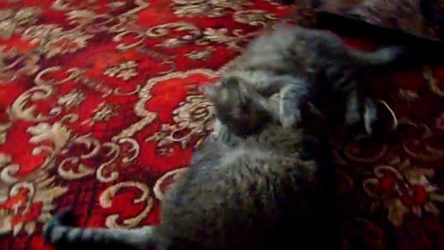 Мама кошка и её дети играют часть 2 смотреть онлайн