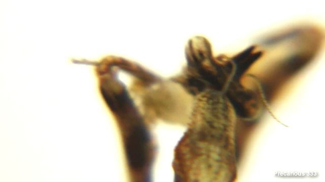 Unicorn Mantids L5 Eat Maggots смотреть онлайн