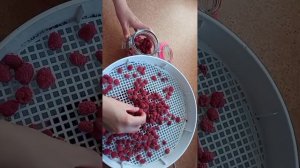 🌱сбор и сублимирование малины