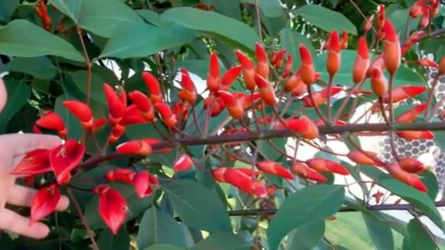 Erythrina Crista-galli