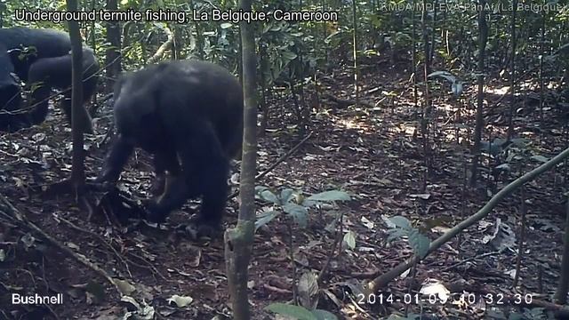 Aerial (above ground) and underground termite fishing by chimpanzees across Africa (MPI-EVA PanAf) смотреть онлайн