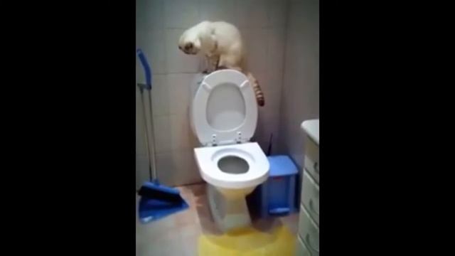 В туалете умный кот смотреть онлайн