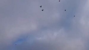 голуби - Серпастый полёт голубей!