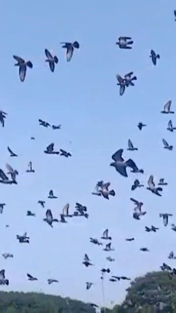 Belliya moda alli bellakkki noda 🤩 смотреть онлайн