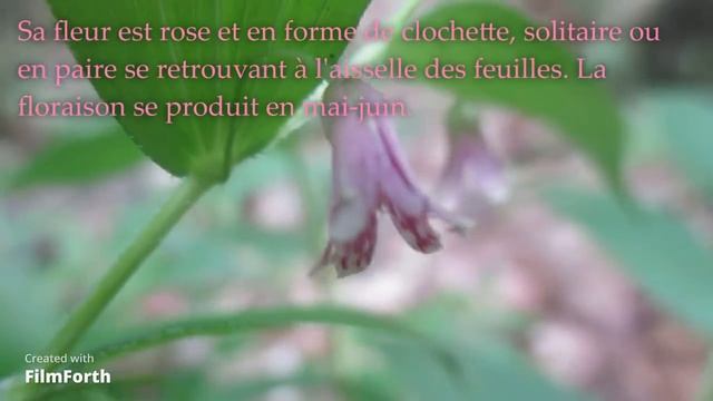 #2 Le streptope rose, plante comestible du Québec смотреть онлайн