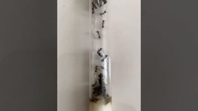 Camponotus largiceps eating Dubia roaches смотреть онлайн