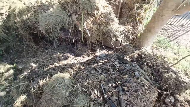 Black Mamba disappears and ends up at a neighbours home 🙈 смотреть онлайн