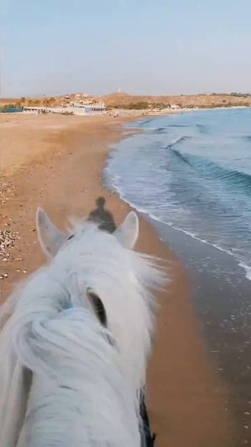 Прогулка по пляжу на лошади смотреть онлайн