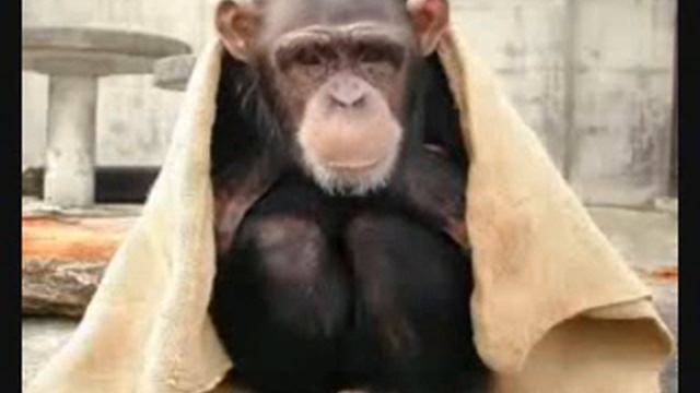 Bonobo Rio is Irish after all смотреть онлайн