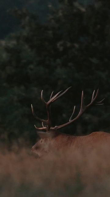 Subscribe us on our wildlife journey ... 🐾🇸🇰 #shorts #wildlife #animals смотреть онлайн
