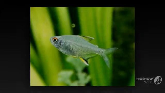 Hyphessobrycon pulchripinnis aquarium fish смотреть онлайн