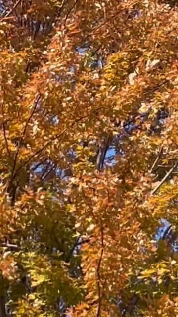 #autumn tree #leaves changing #colors смотреть онлайн